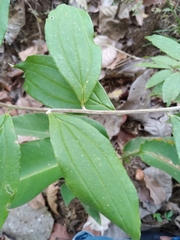 Lycoseris triplinervia