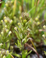 Castilleja victoriae