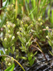 Castilleja victoriae