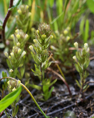 Castilleja victoriae