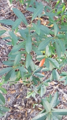 Elaeocarpus decipiens