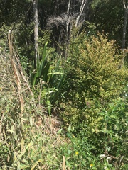Phormium tenax