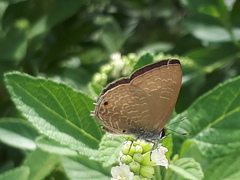 Anthene emolus goberus