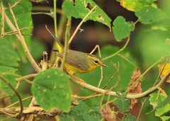 Basileuterus culicivorus