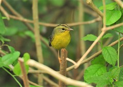 Basileuterus culicivorus
