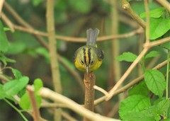 Basileuterus culicivorus