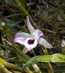 Dendrobium