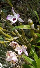 Dendrobium