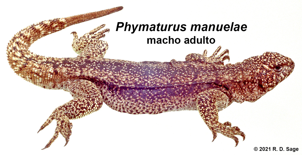 Comallo Chuckwalla