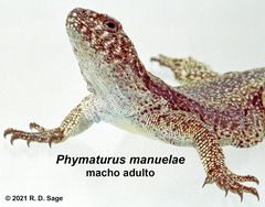 Phymaturus manuelae