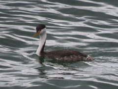 Aechmophorus clarkii