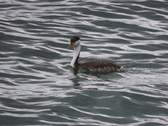Aechmophorus clarkii