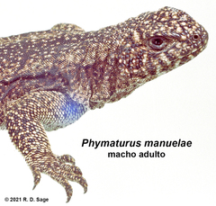 Phymaturus manuelae