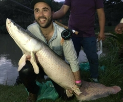 Arapaima gigas