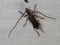 Strongylurus ceresioides