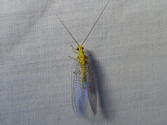 Italochrysa