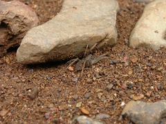 Lycosidae