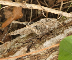 Xyleus discoideus angulatus