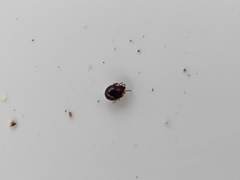 Galumnidae