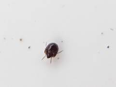 Galumnidae