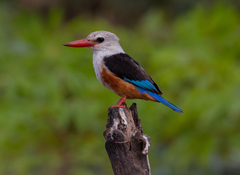 Halcyon leucocephala acteon