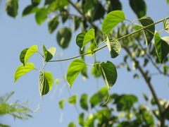 Amphilophium crucigerum