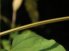Amphilophium paniculatum