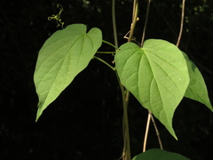 Amphilophium paniculatum