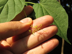 Amphilophium paniculatum