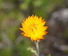 Xerochrysum subundulatum