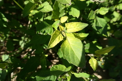Solanum nigrescens