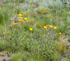 Xerochrysum subundulatum