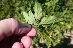 Solanum nigrescens