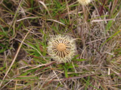 Noticastrum decumbens