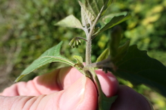 Solanum nigrescens