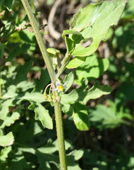 Solanum nigrescens
