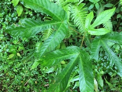 Passifloraceae