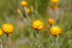 Xerochrysum subundulatum