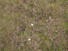 Noticastrum decumbens