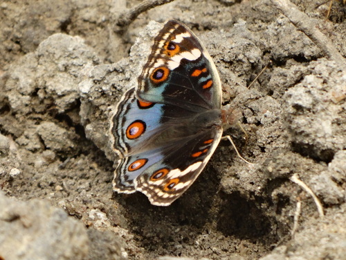 African Blue Pansy
