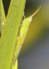 Stenacris vitreipennis