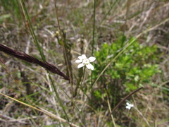 Pamphalea smithii