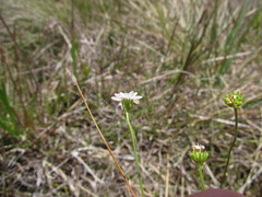 Pamphalea smithii