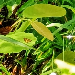 Oriens paragola