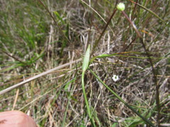 Pamphalea smithii