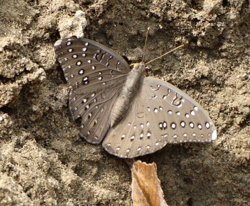 Guineafowl Butterfly