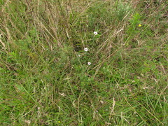 Pavonia salmonea