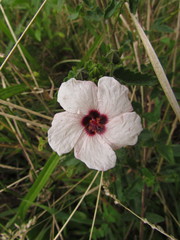 Pavonia salmonea