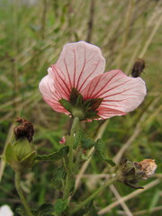 Pavonia salmonea