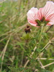 Pavonia salmonea